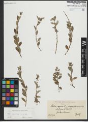 Foto von Salix repens subsp. repens L.